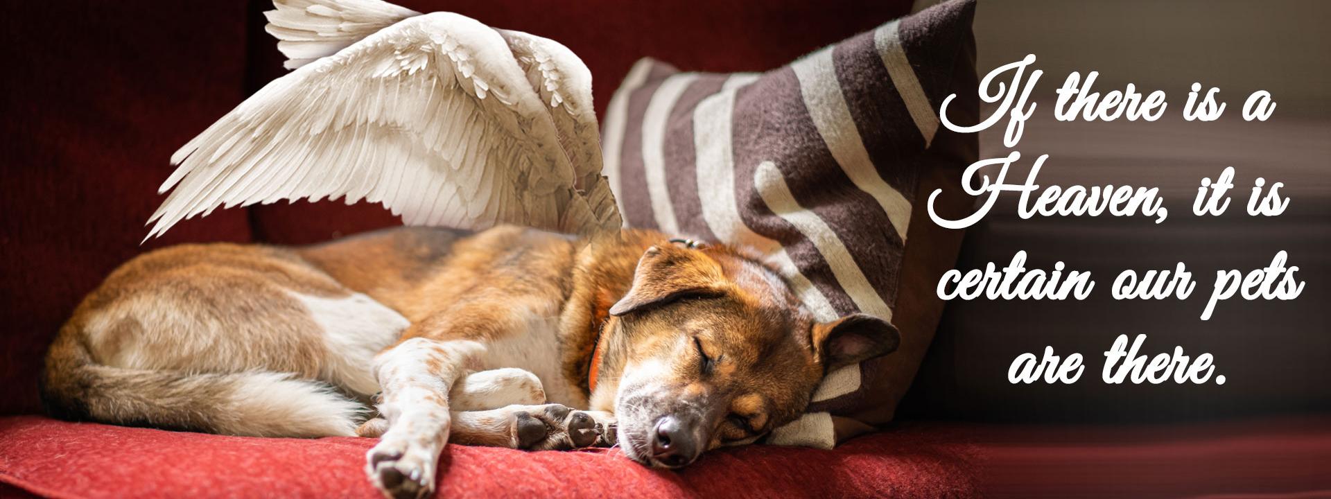 dog with angel wings sleeping on sofa